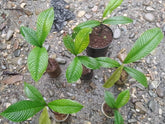 Sygygium Jiewhoei small